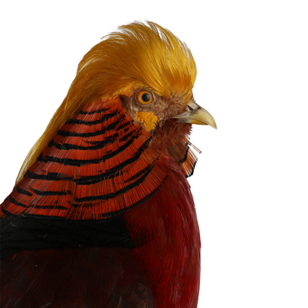 taxidermie opgezette dieren goud fazant 3