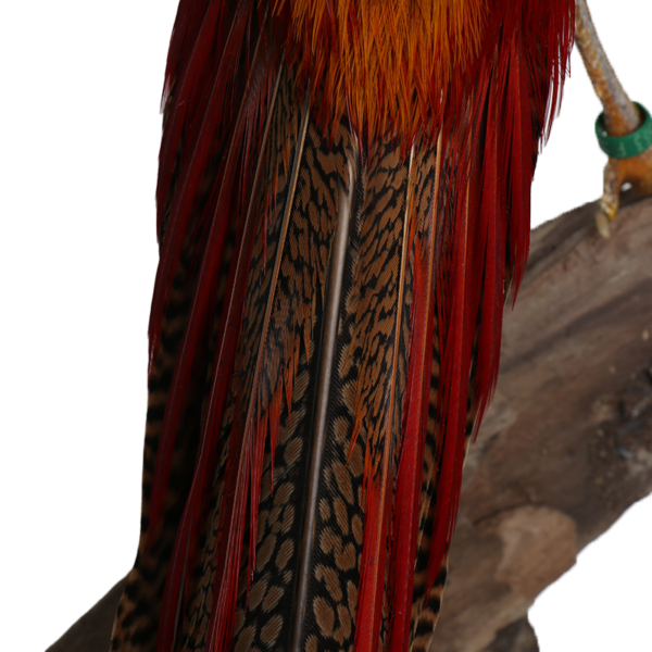 taxidermie opgezette dieren goud fazant 5