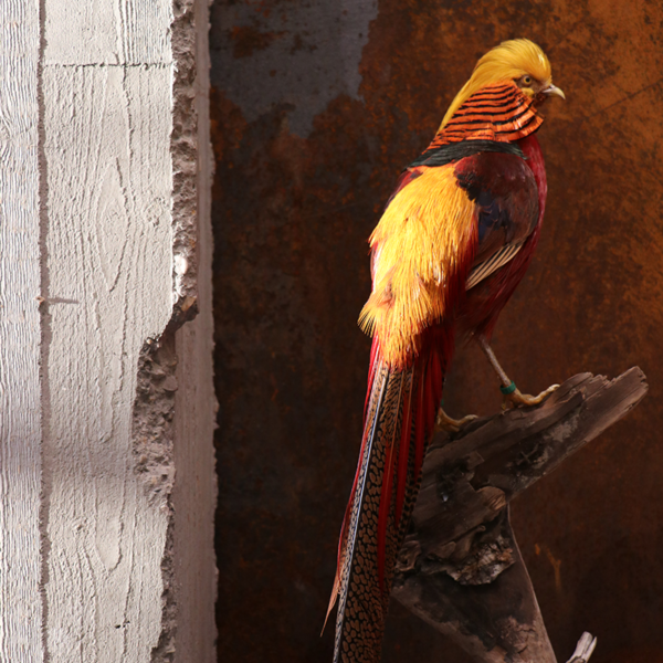 taxidermie opgezette dieren goud fazant 6