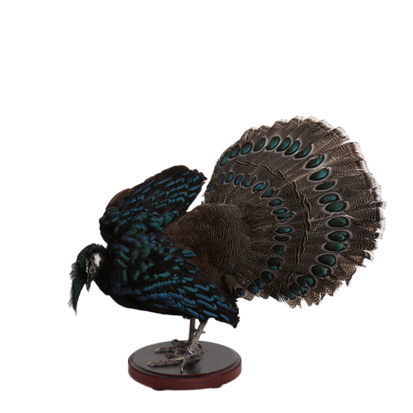 taxidermie opgezette dieren pauwfazant 1