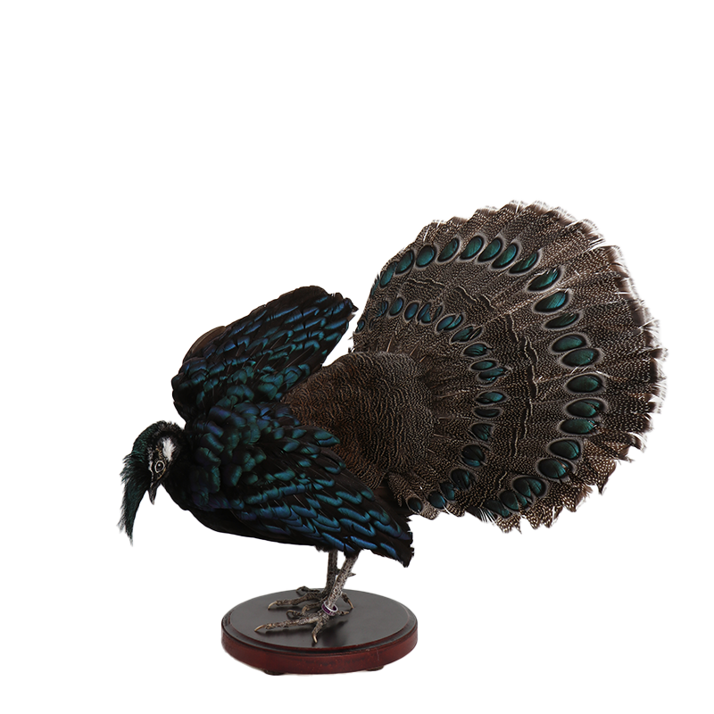taxidermie opgezette dieren pauwfazant 1