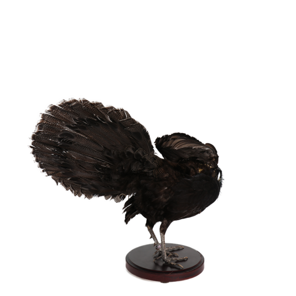 taxidermie opgezette dieren pauwfazant 2