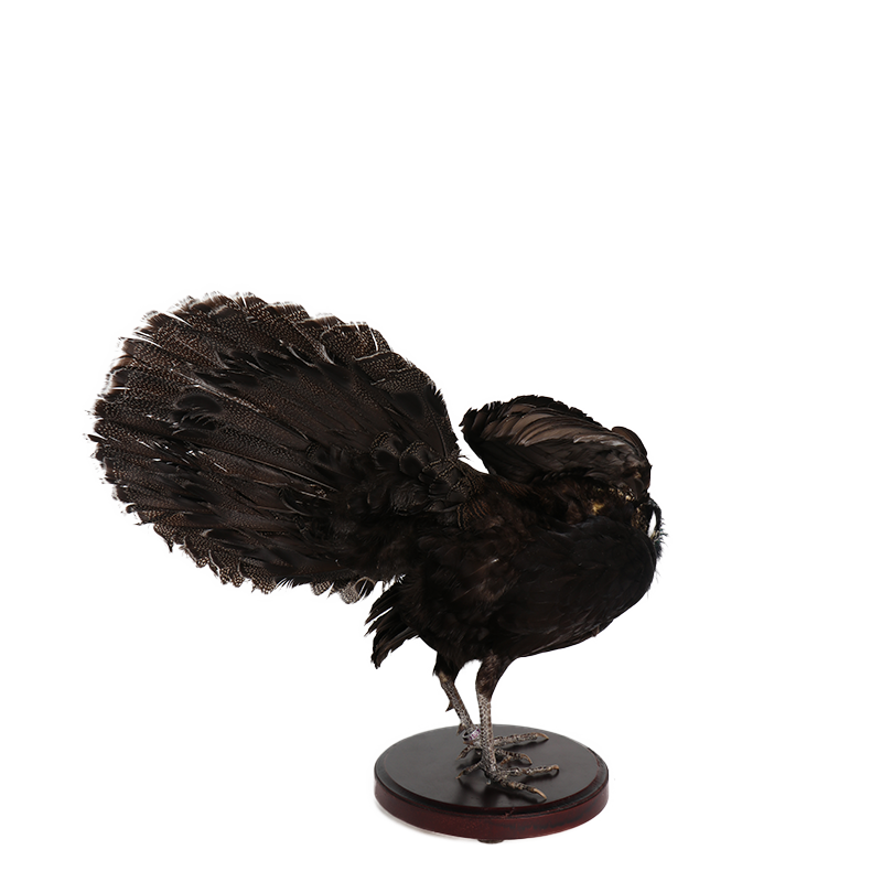 taxidermie opgezette dieren pauwfazant 2