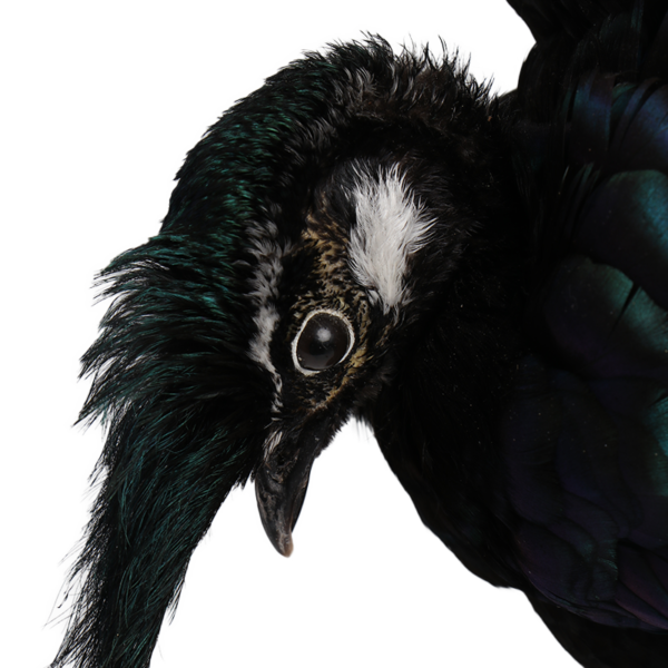 taxidermie opgezette dieren pauwfazant 3