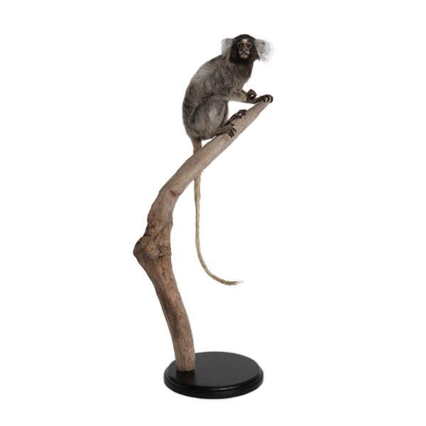 taxidermie opgezette dieren penseelaapje 1