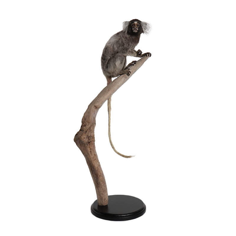 taxidermie opgezette dieren penseelaapje 1