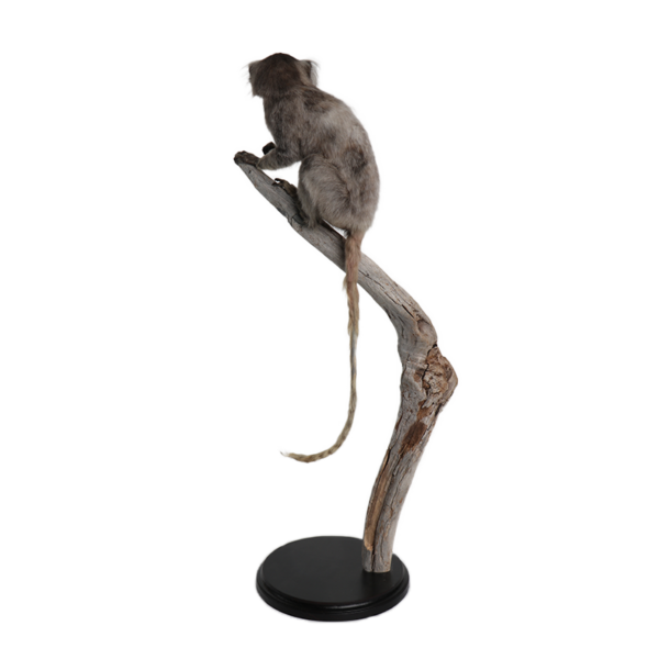 taxidermie opgezette dieren penseelaapje 2