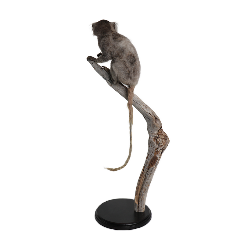 taxidermie opgezette dieren penseelaapje 2