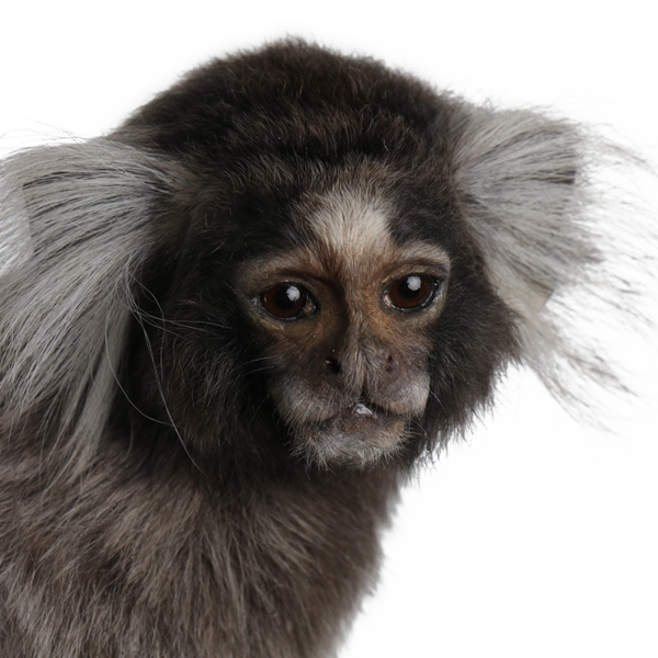 taxidermie opgezette dieren penseelaapje 3