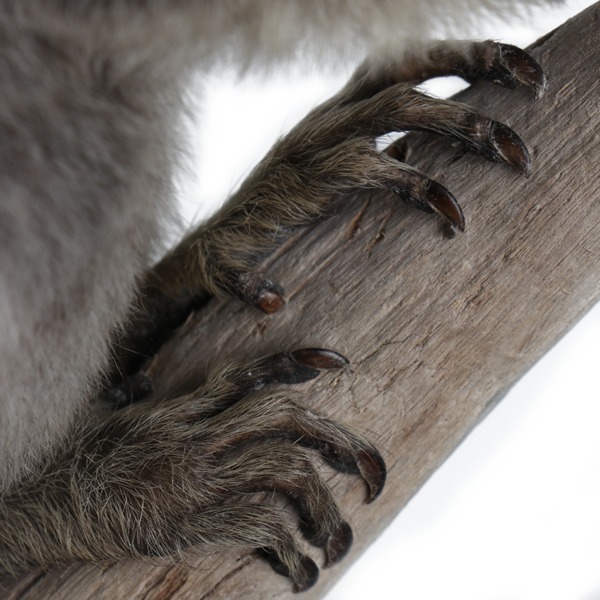 taxidermie opgezette dieren penseelaapje 4