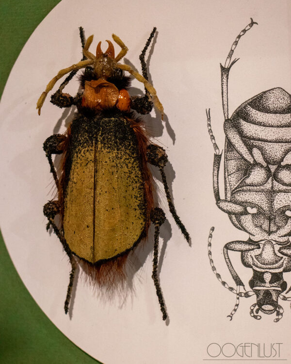 insect2