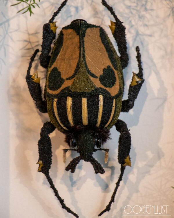 insect5