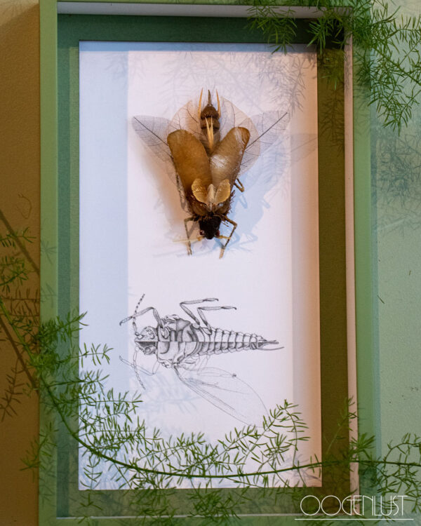 insect6