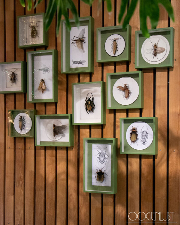insect9
