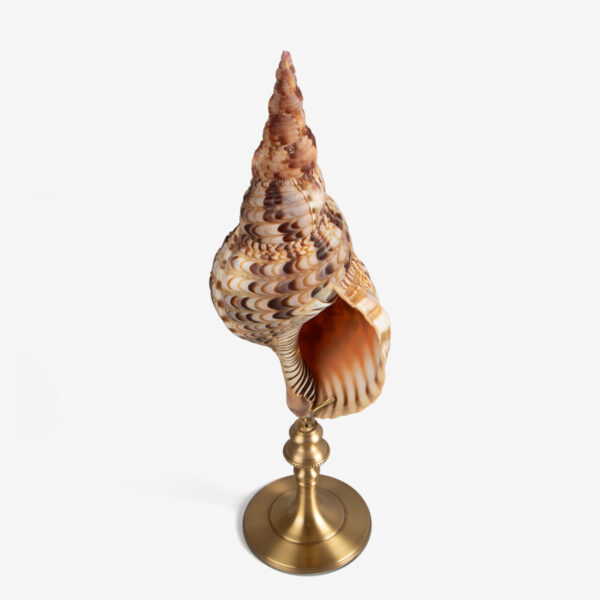 odc charonia tritonis op messing voet 5