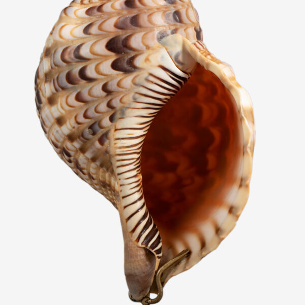 odc charonia tritonis op messing voet 6