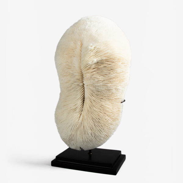 odc halomitra pileus koraal 6394 2