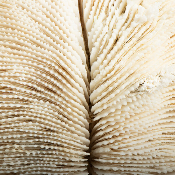 odc halomitra pileus koraal 6394 6