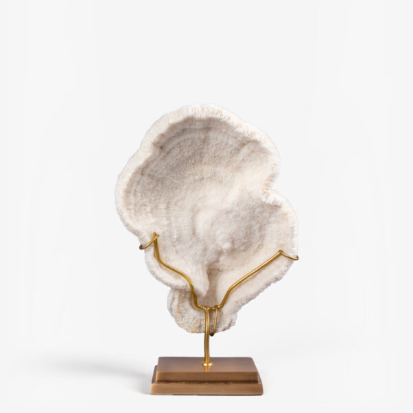odc halomitra pileus koraal 6516 3