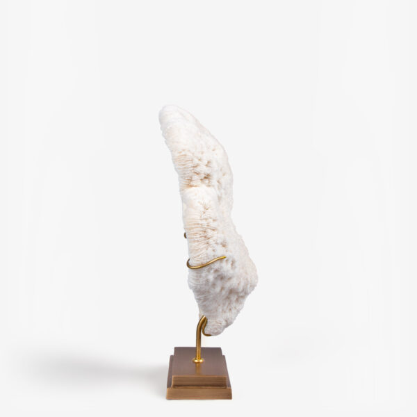 odc halomitra pileus koraal 6516 4