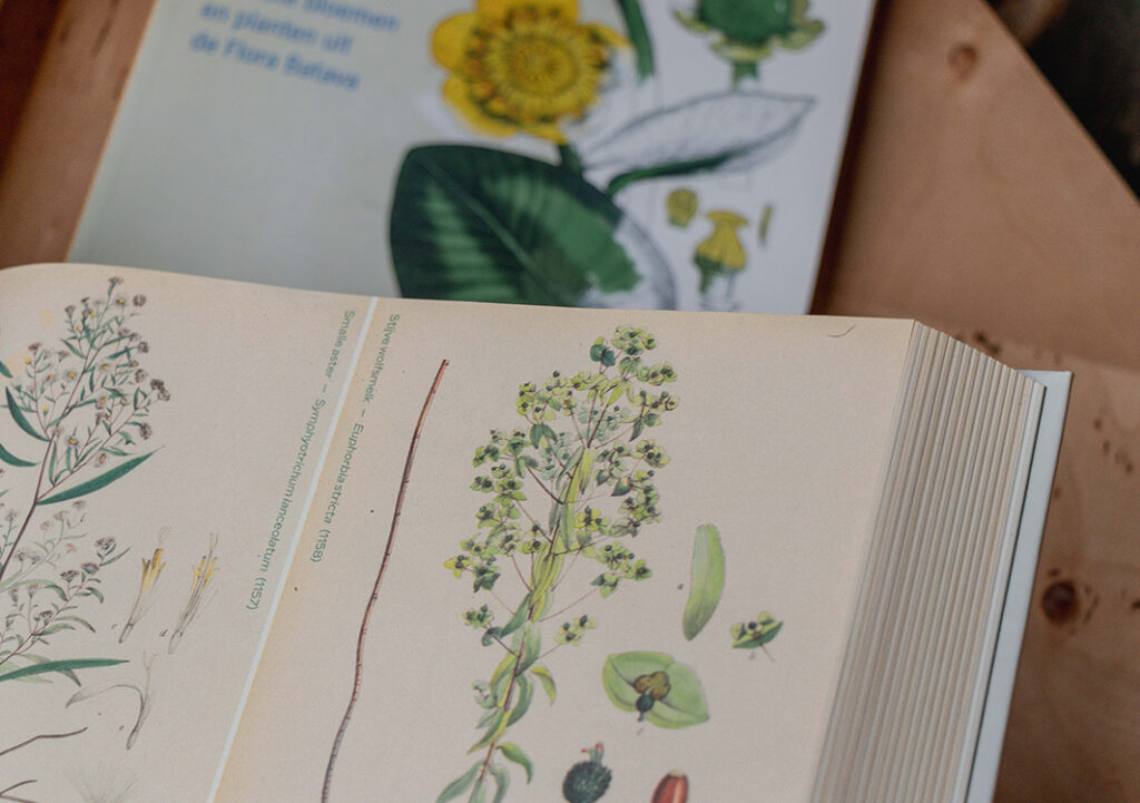 subcategorie seo foto botanisch
