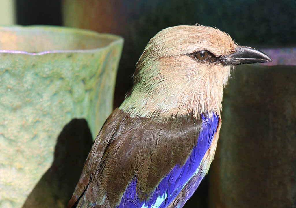 subcategorie seo foto taxidermie