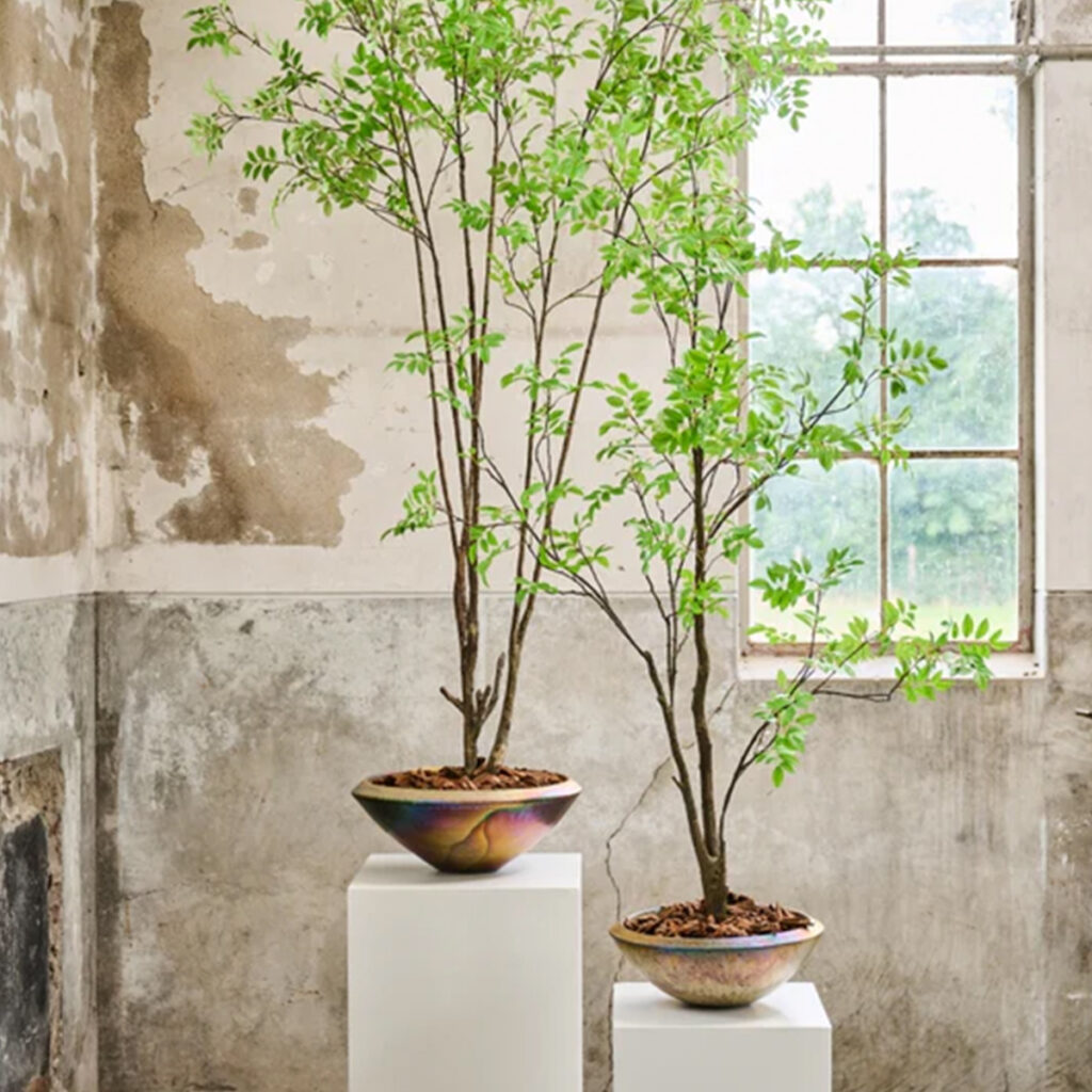 subcategorie foto planten