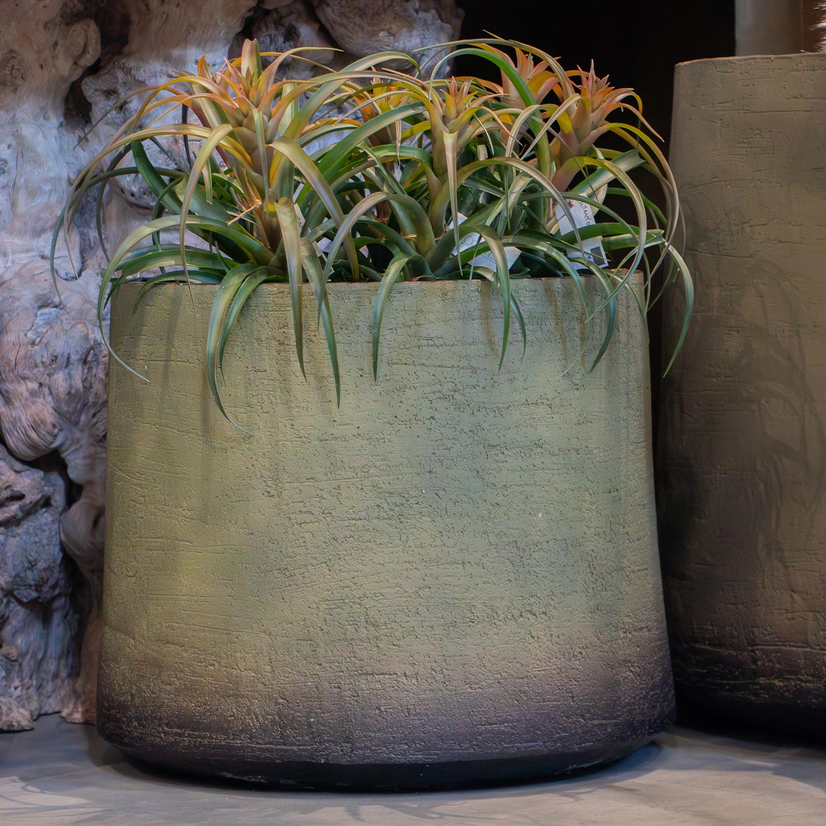 pot havana tph80 swamp