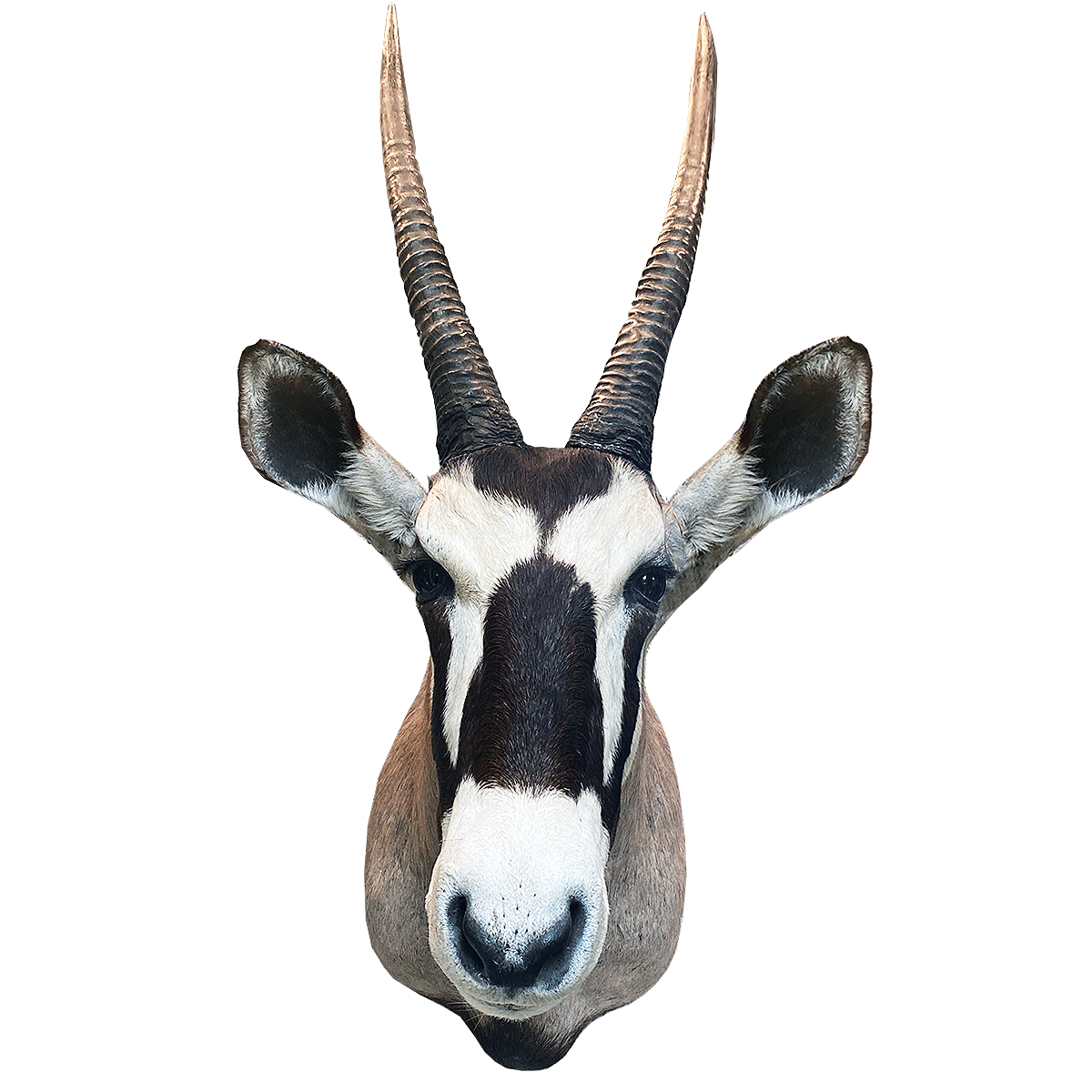gemsbok