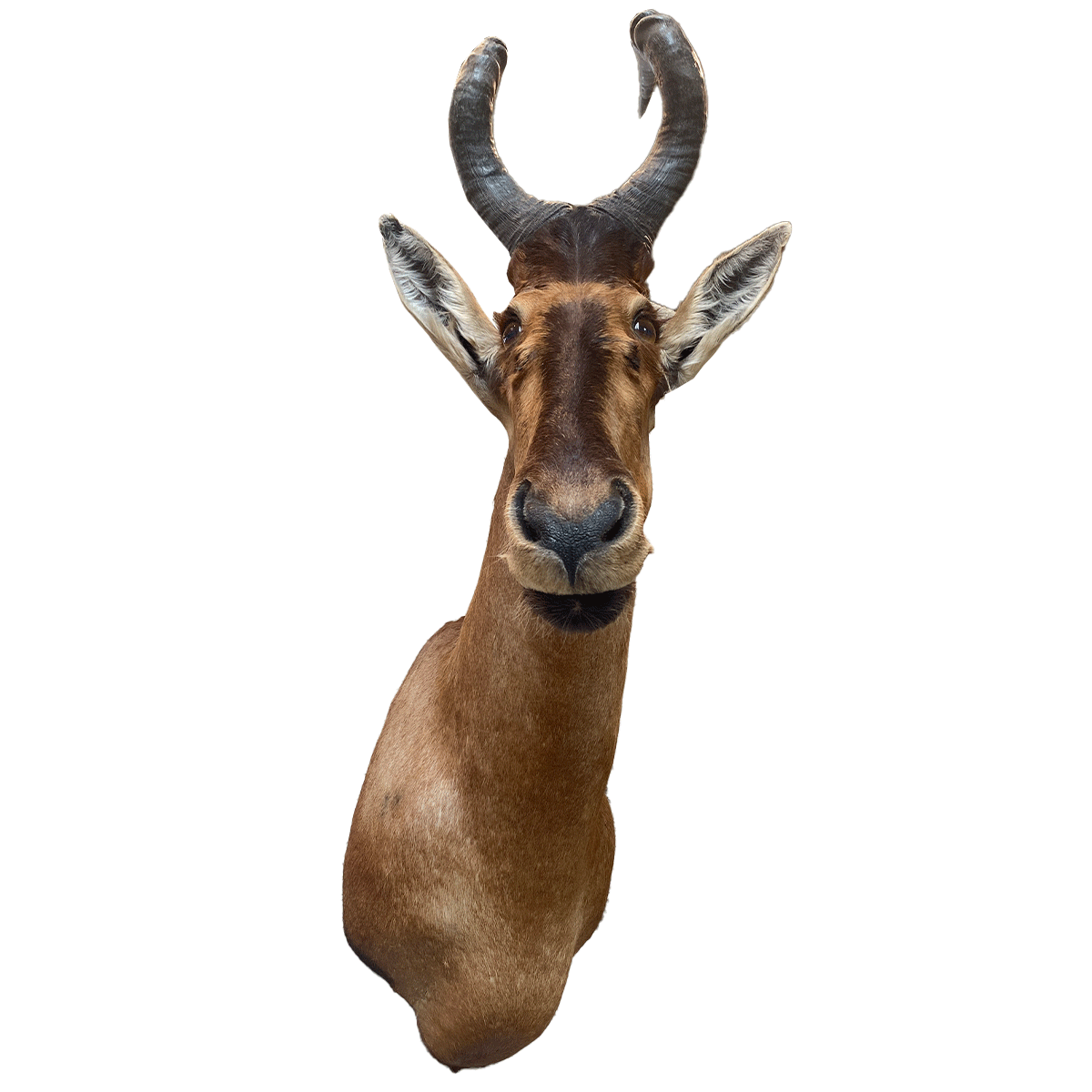 hartenbeest