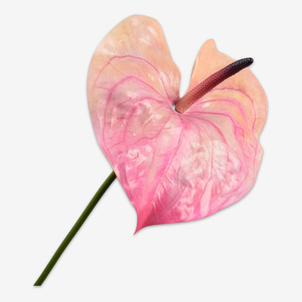 zijden bloem campanula blauw