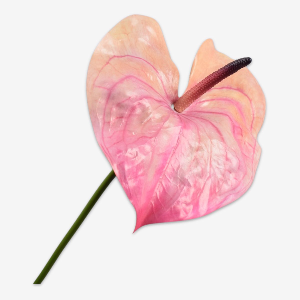 zijden bloem campanula blauw