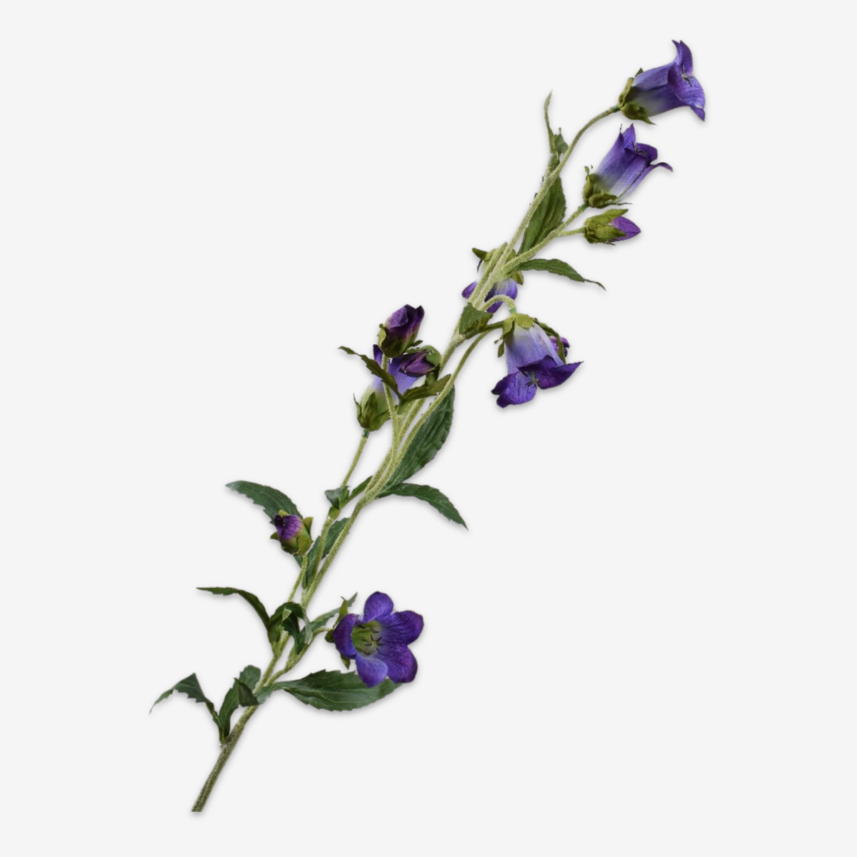 zijden bloem campanula blauw