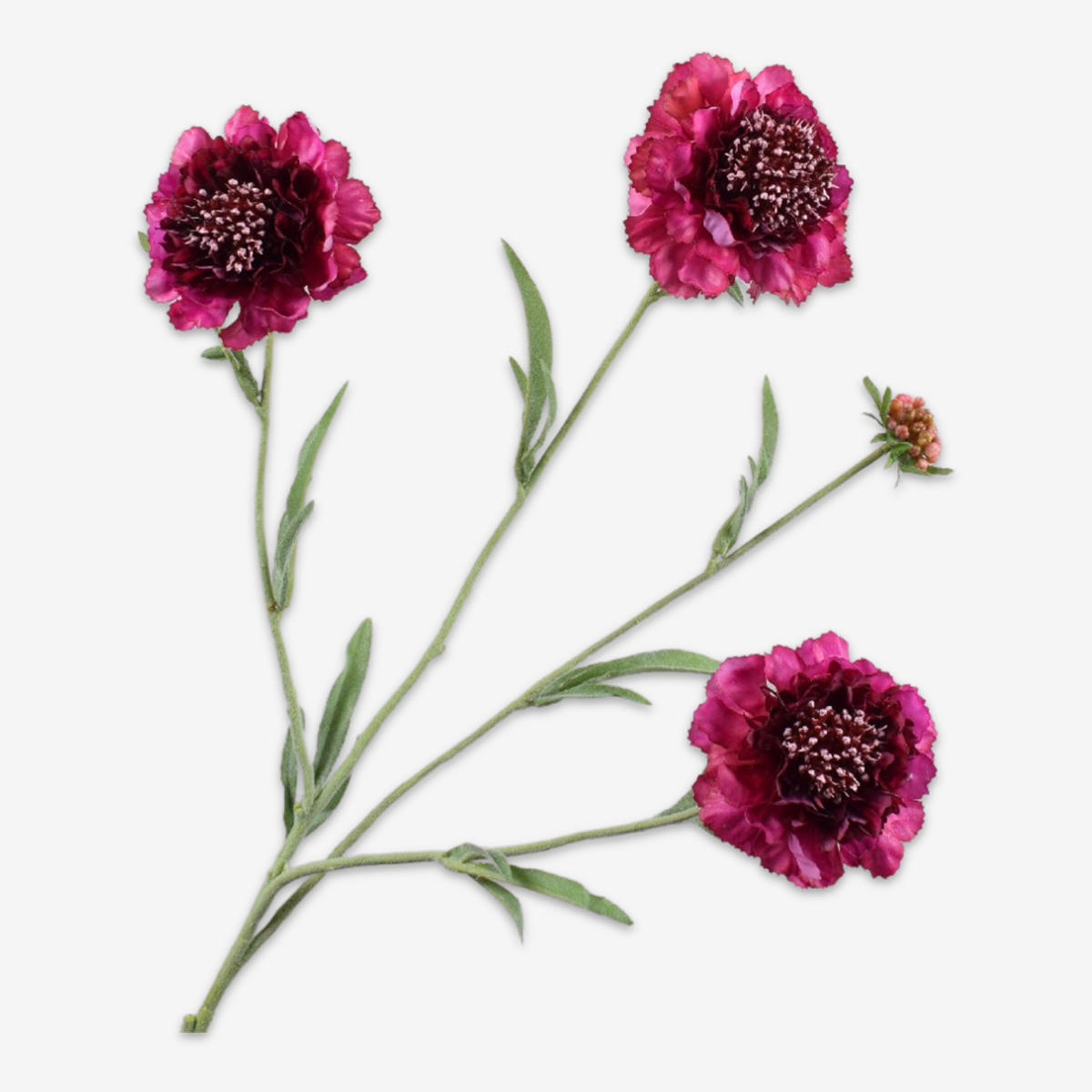 zijden bloem scabiosa beauty