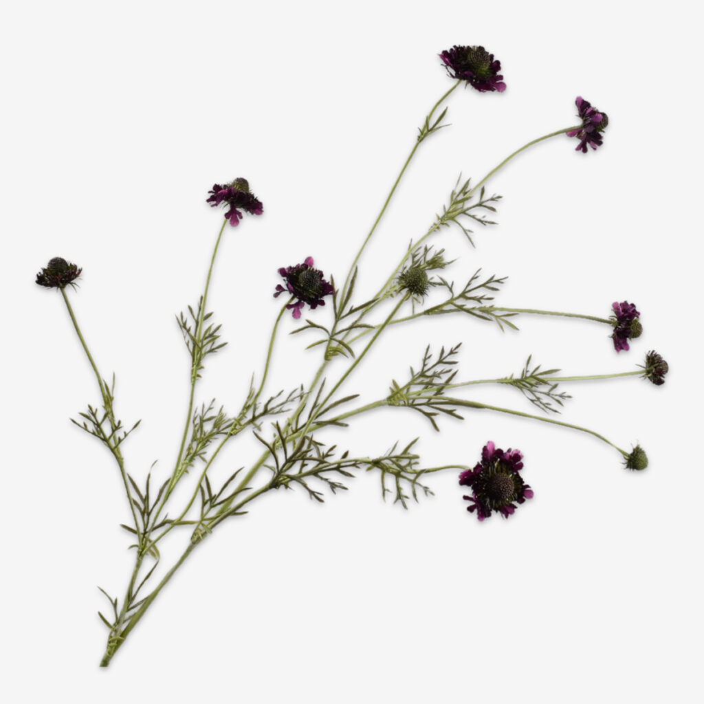 zijden bloem scabiosa paars
