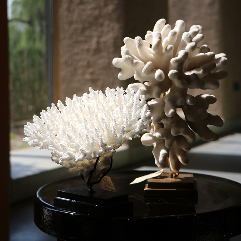 template product webshop 800x800