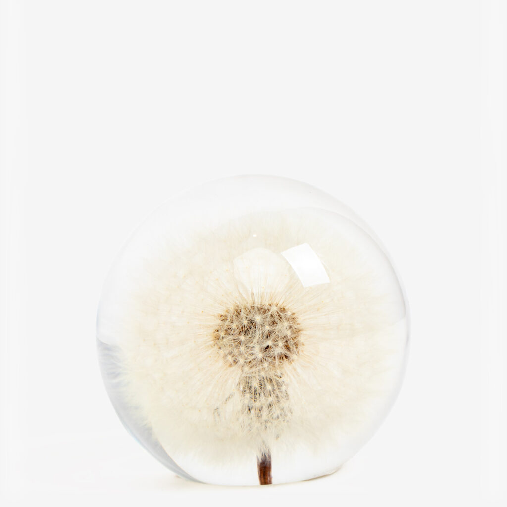 presse papier dandelion