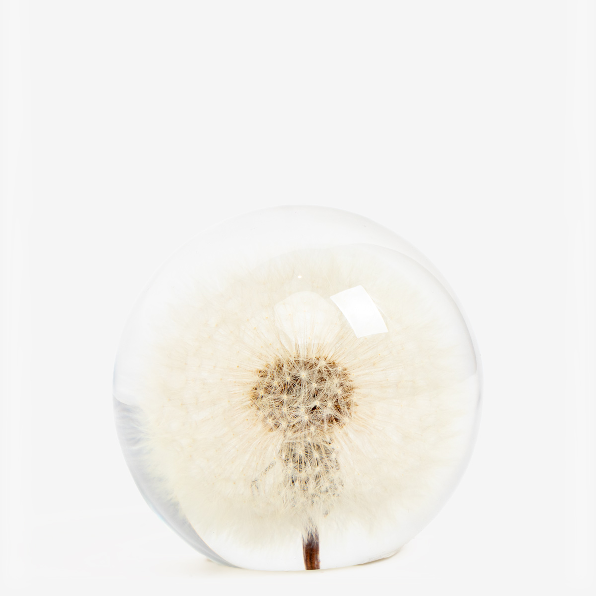 presse papier dandelion