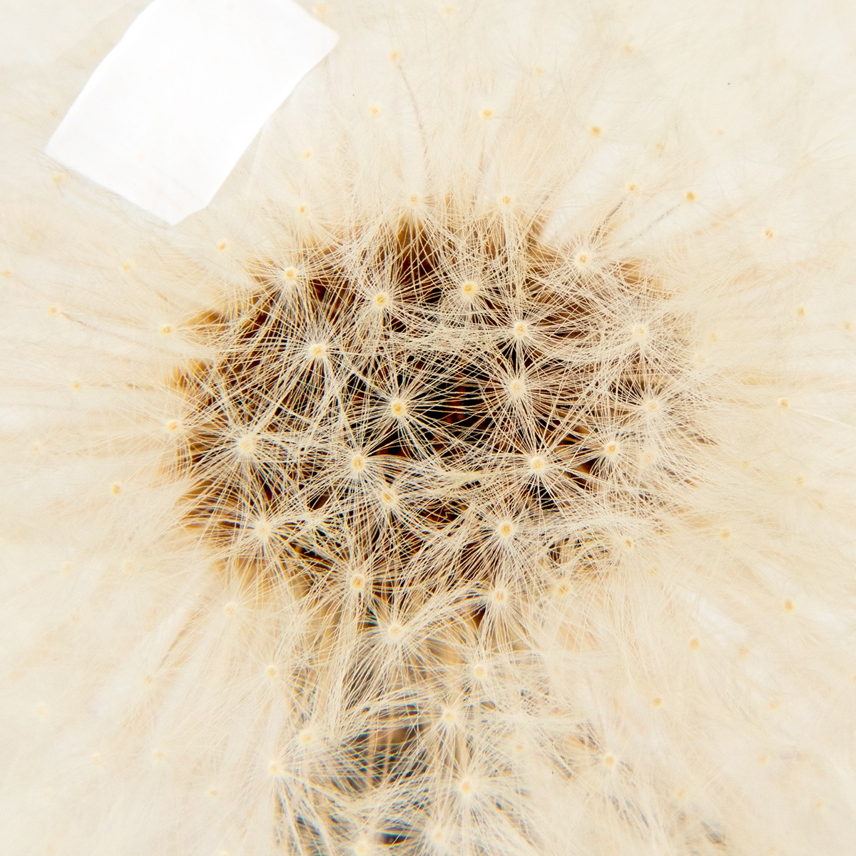 presse papier dandelion