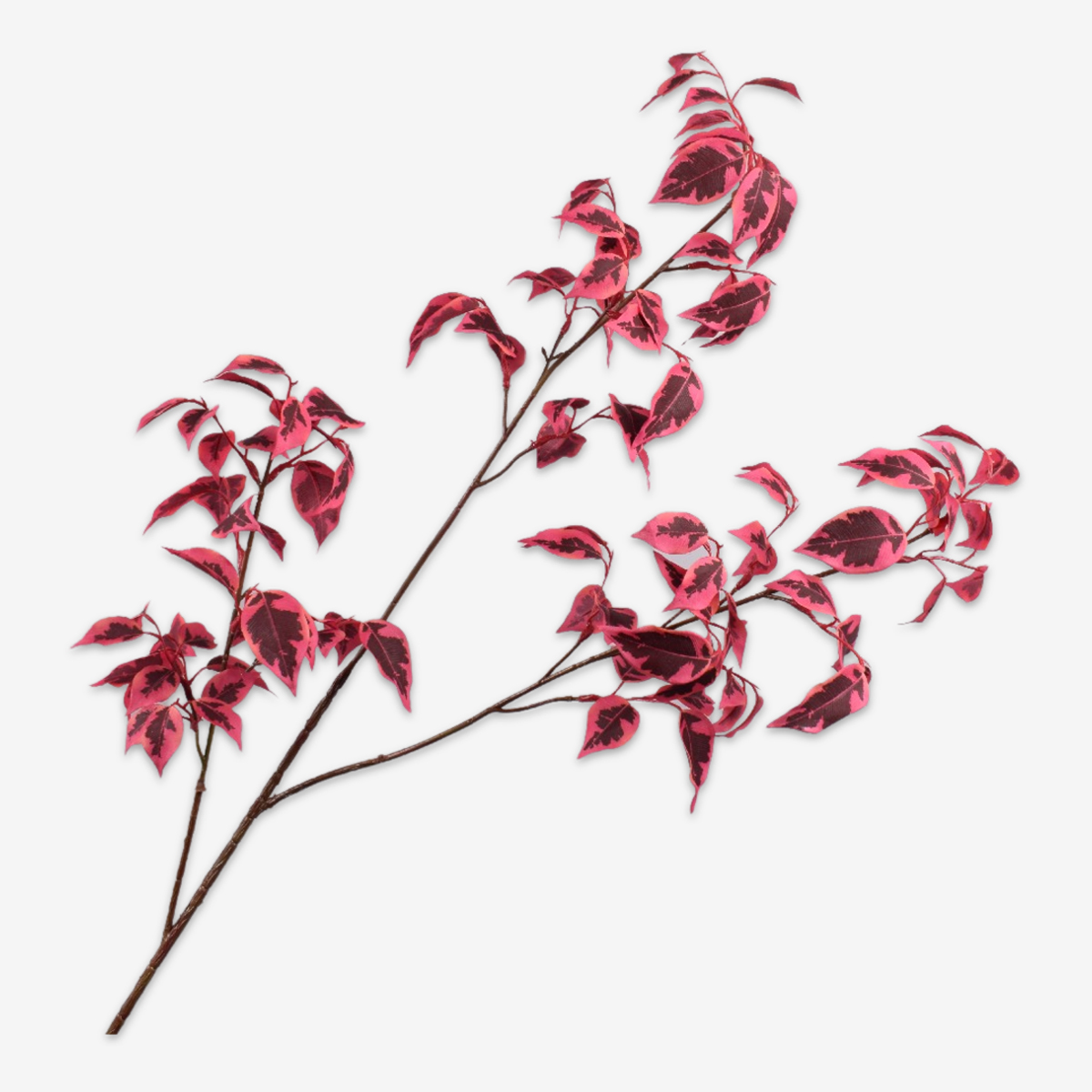 bladtak ficus beauty