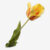 Geel