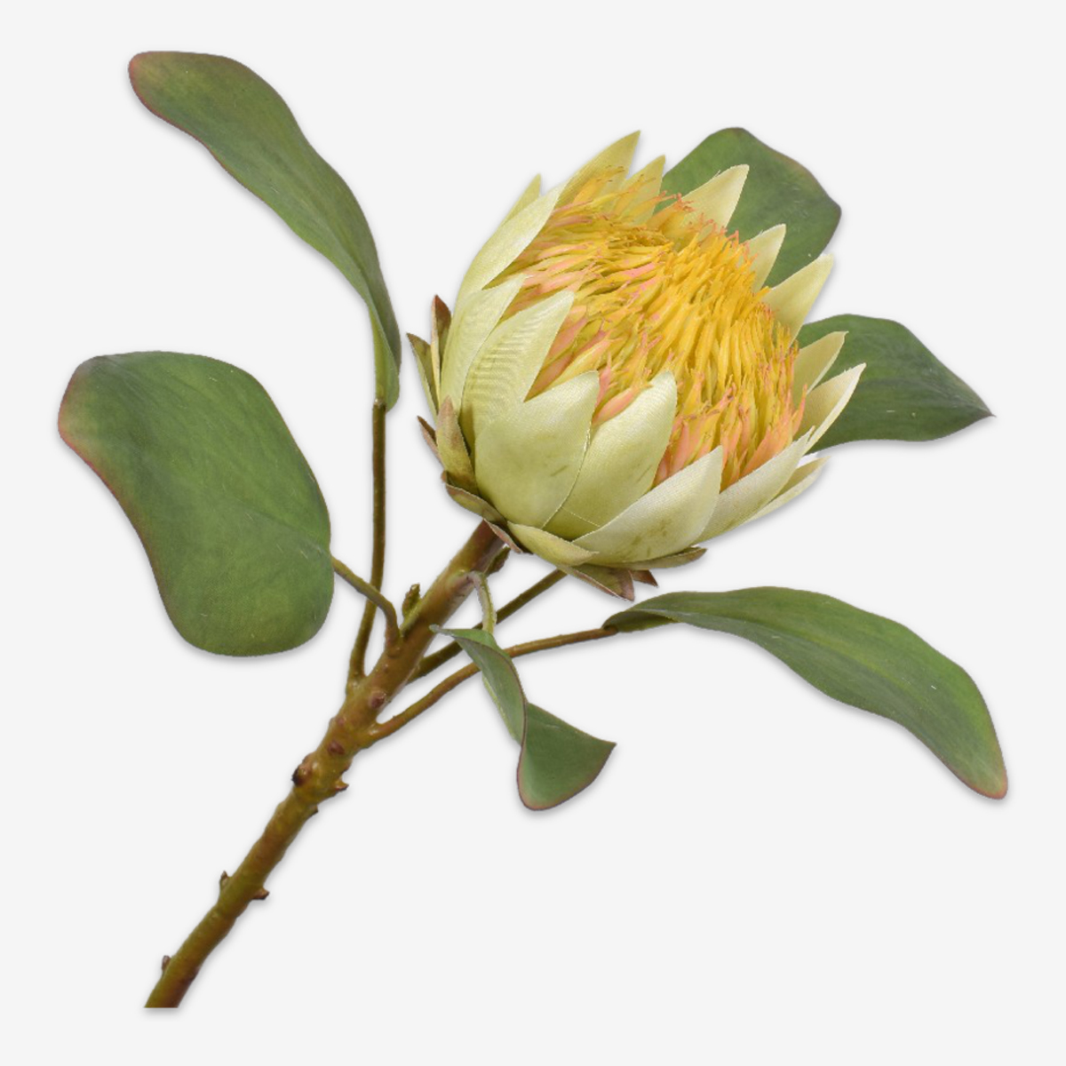zijden bloem protea geel