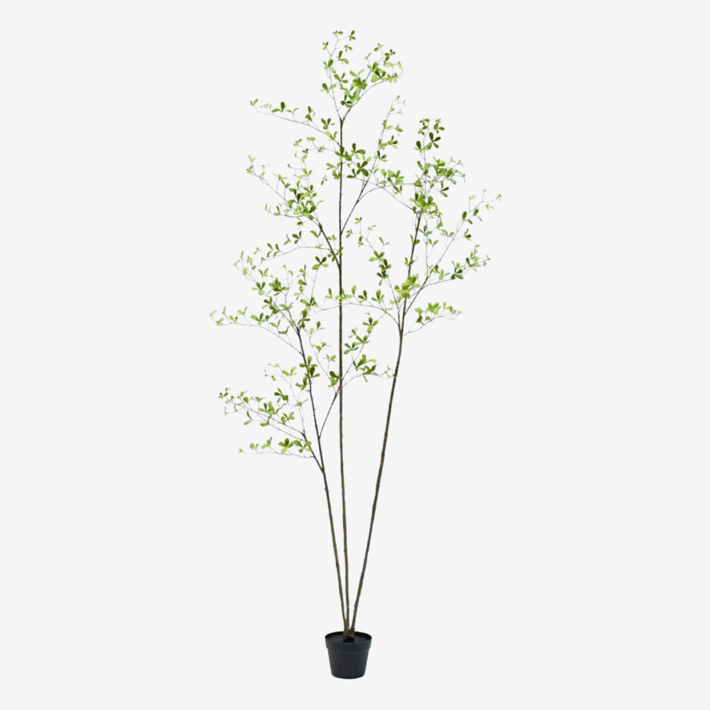 zijden plant bucida groen