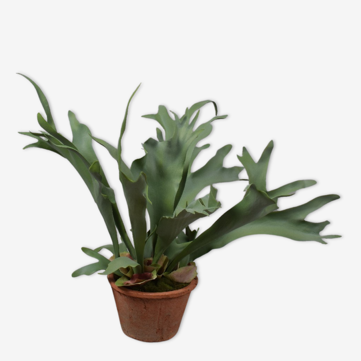 zijden plant hertshoorn groen