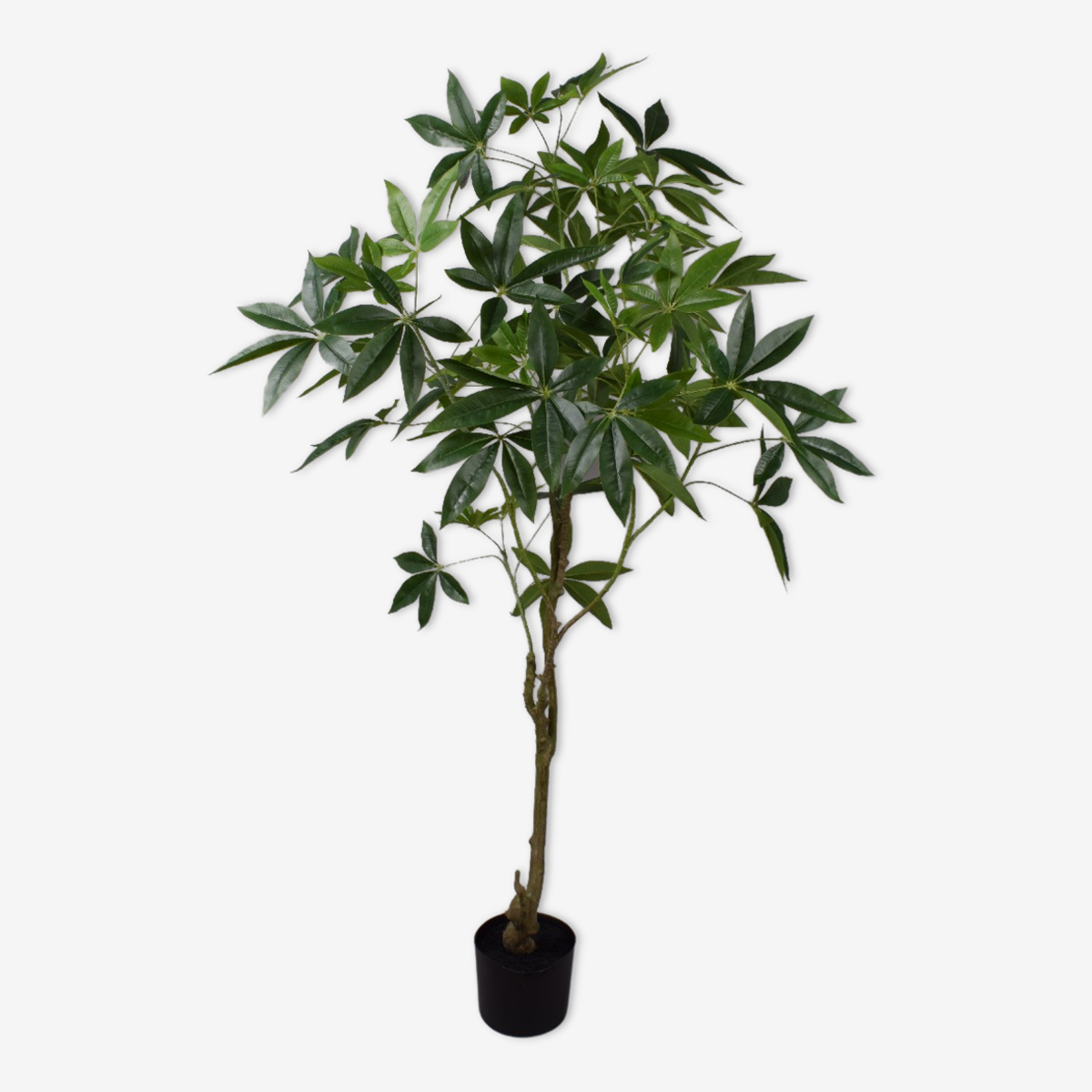 zijden plant pachira groen