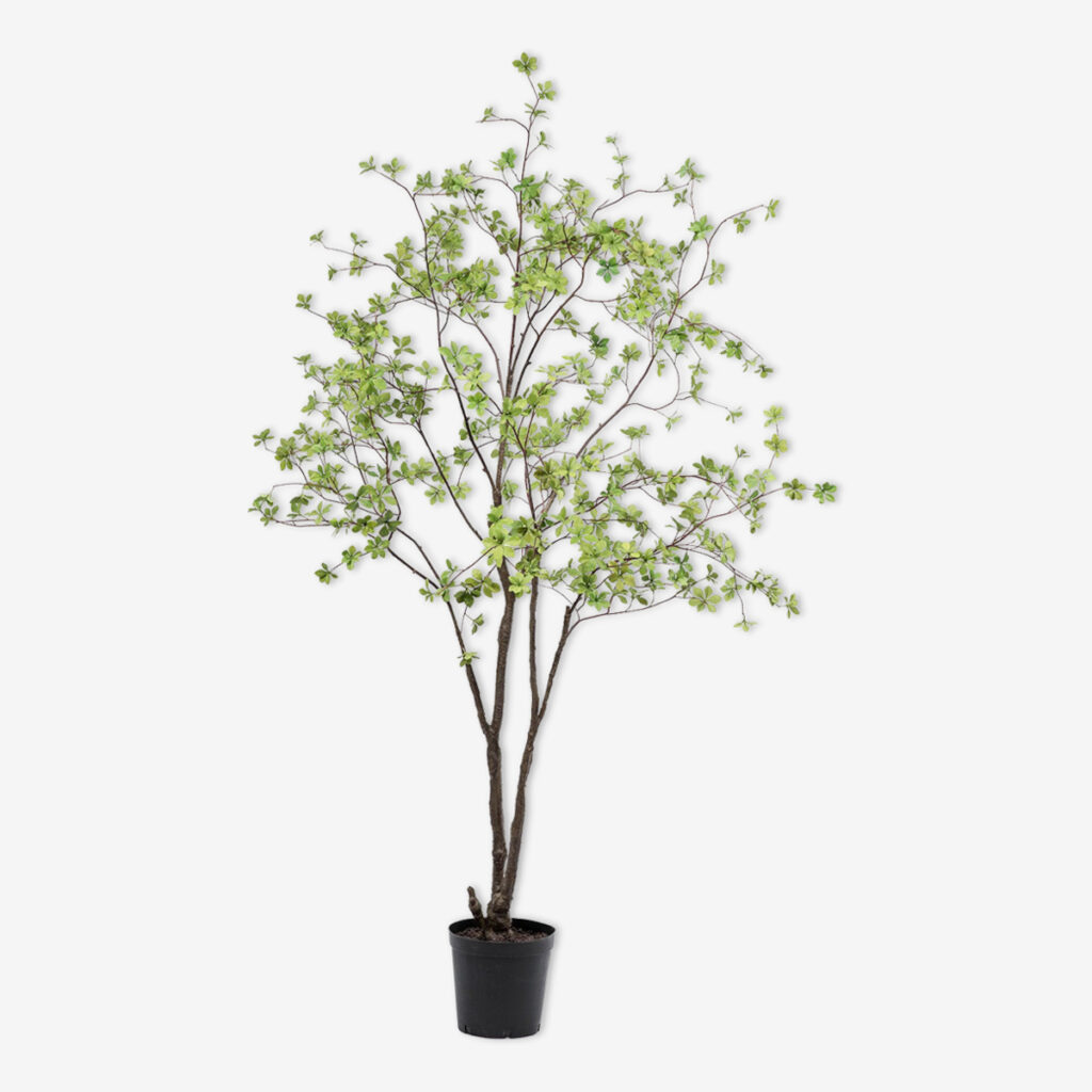 zijden plant bucida groen