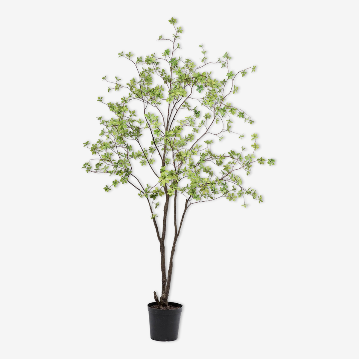 zijden plant bucida groen