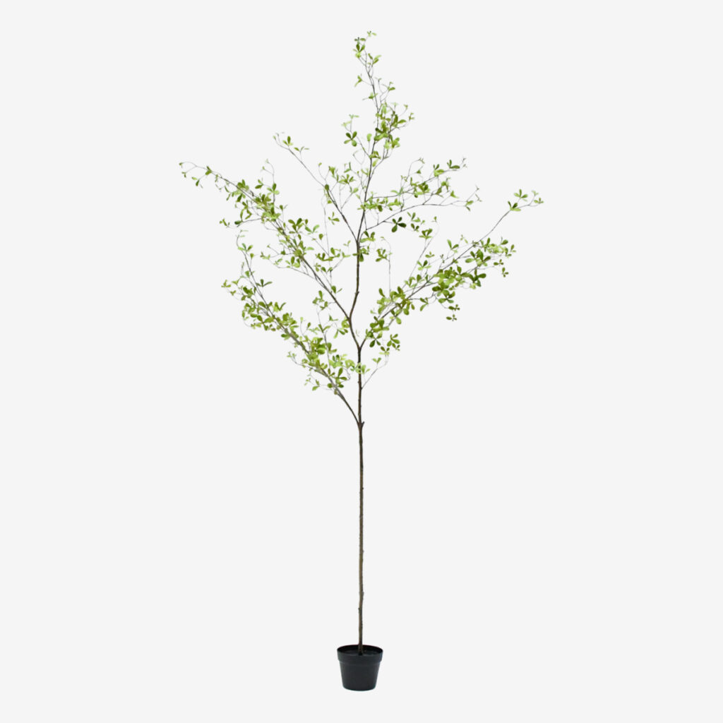zijden plant bucida groen
