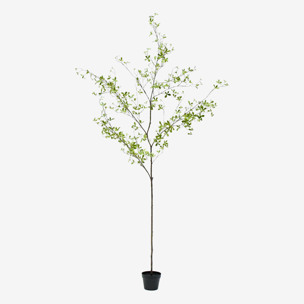zijden plant bucida groen