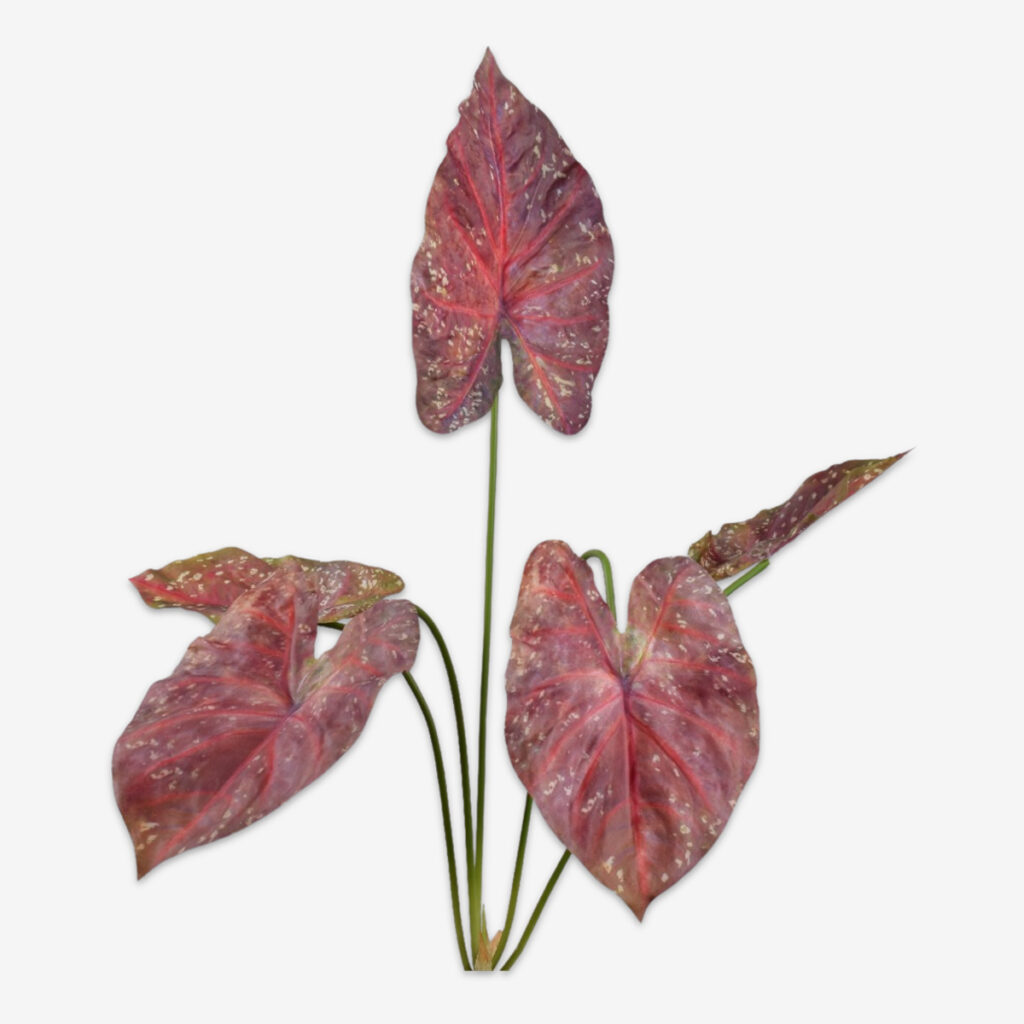 zijden bladtak caladium bordeaux